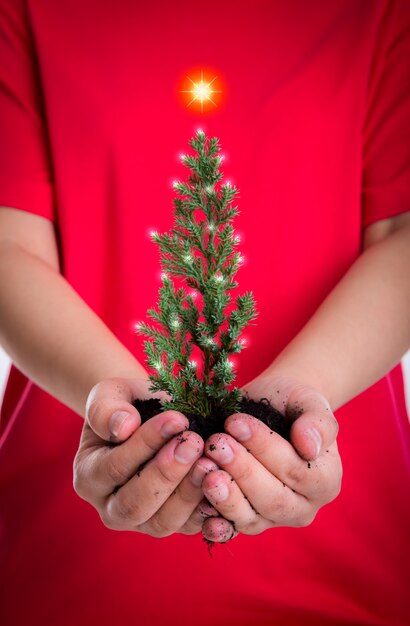 Woman hands hold small christmas tree