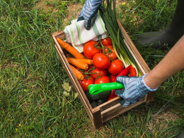 Woman hands holding a crate with fresh organic vegetable