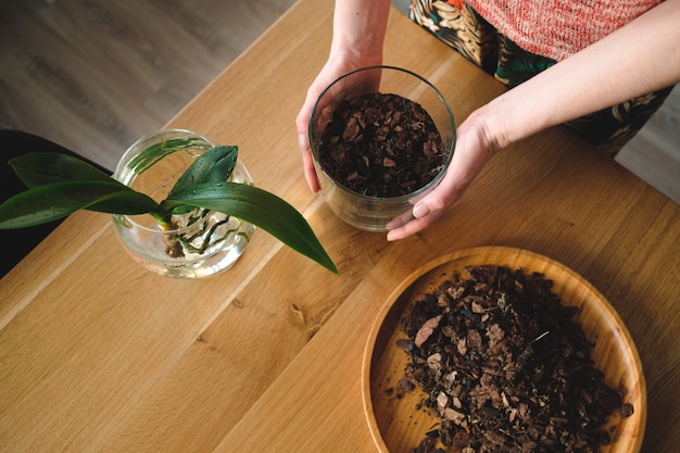 Woman hands planting a flower in the house