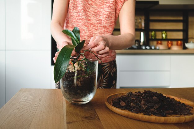 家に花を植える女性の手