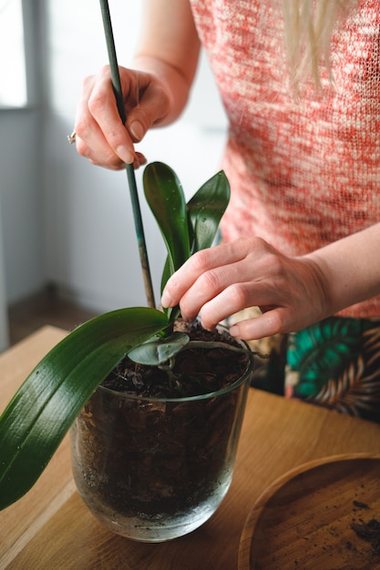 Mani della donna che piantano un fiore nella casa