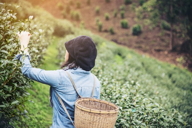女性の収穫/チェンマイタイの高地茶畑で新鮮な緑茶葉を選ぶ