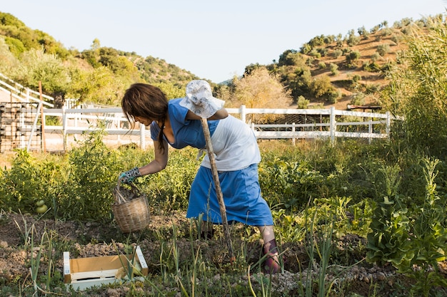 Woman harvesting vegetables in field