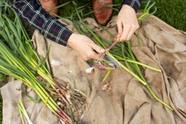 Woman harvesting vegetables