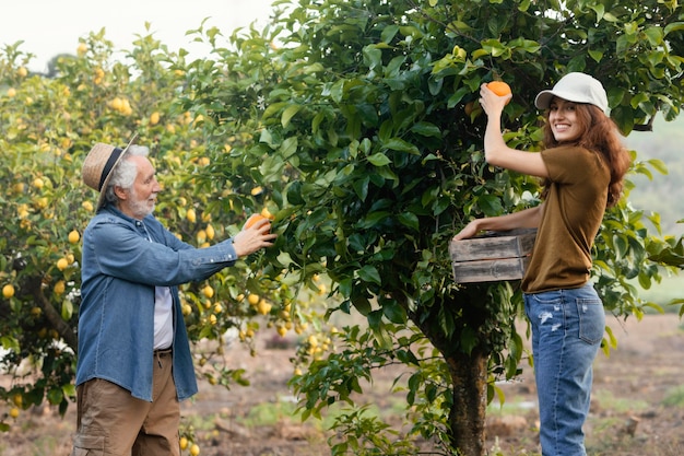 Woman helping her dad get some oranges from the trees in the garden