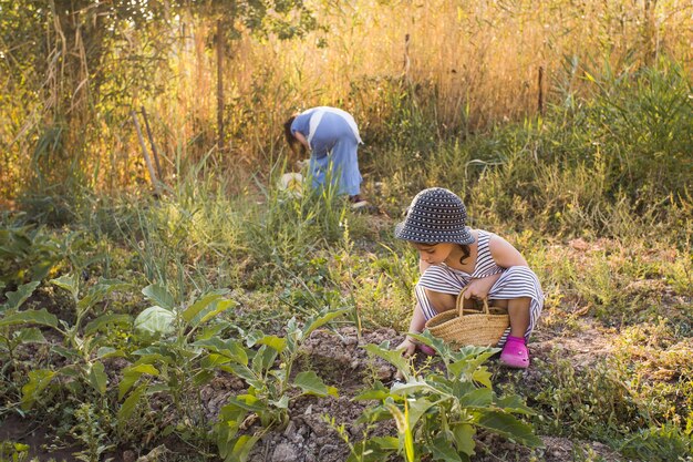 Женщина и ее дочь собирают овощи в поле