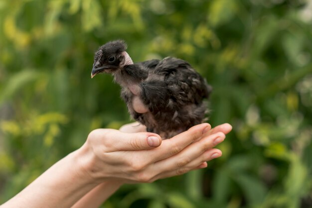 農場で赤ちゃんの鳥を持つ女性