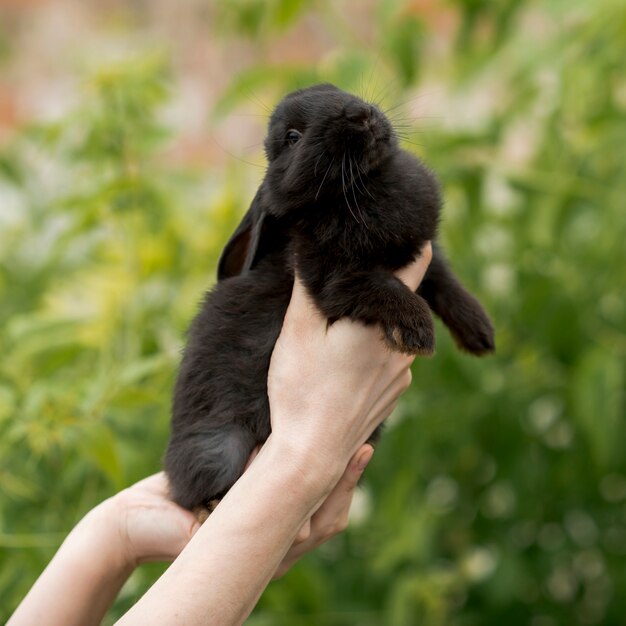 Woman holding a black rabbit