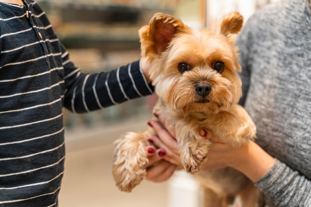 Foto gratuita donna che tiene un simpatico cagnolino presso il negozio di animali