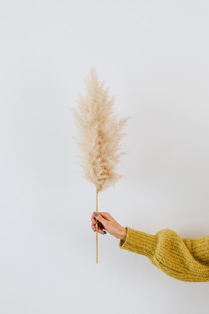 Женщина, держащая сушеную траву пампасов у белой стены