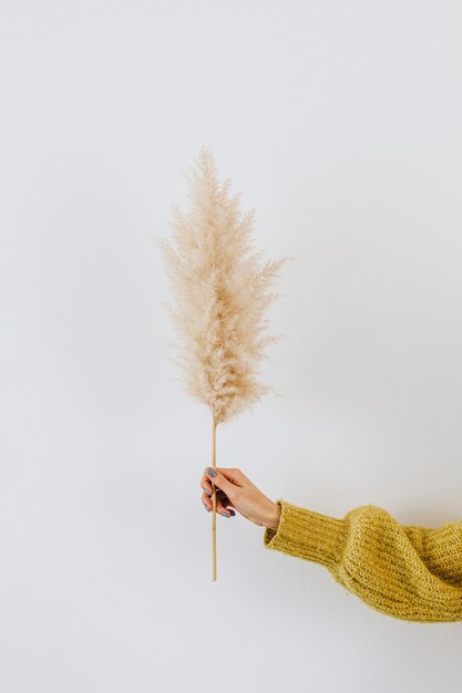 Woman holding a dried pampas grass against a white wall