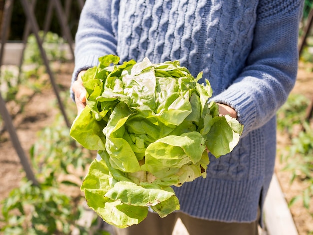 Free photo woman holding fresh green cabbage in her hands close-up