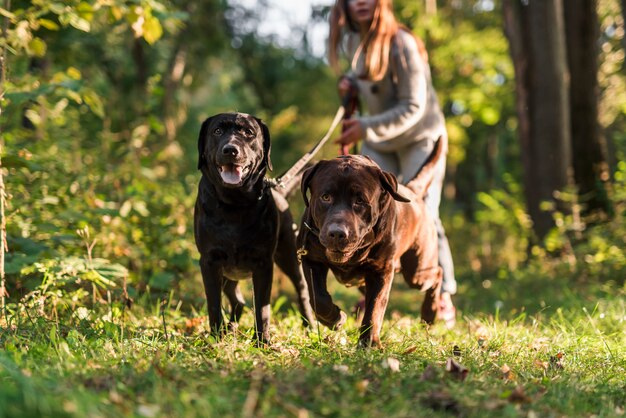 Woman holding leash while walking with dog in park