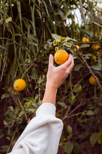 Woman holding lemon in lemon tree