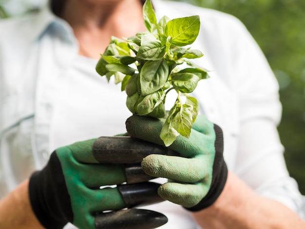 彼女の手で小さな植物を保持している女性