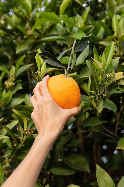 Foto gratuita donna con un'arancia in mano orange