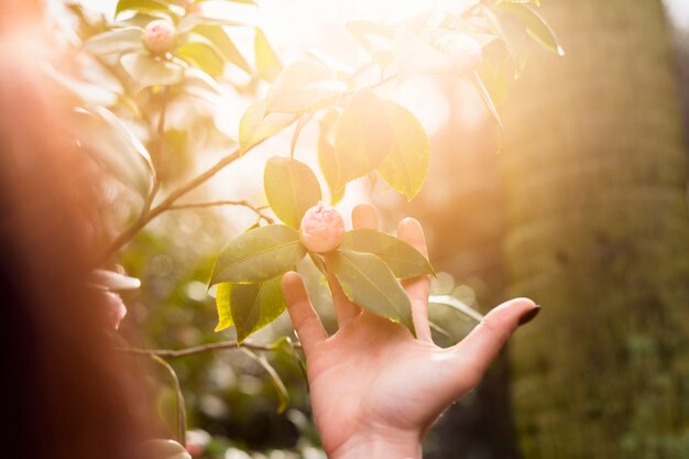 Woman holding pink flower growing on green twig of bush