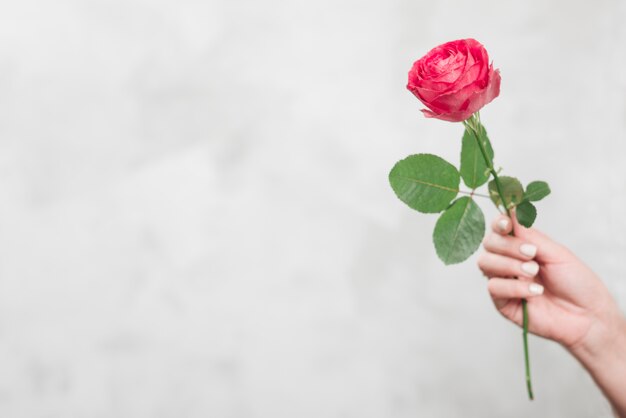 Женщина, держащая розовая роза