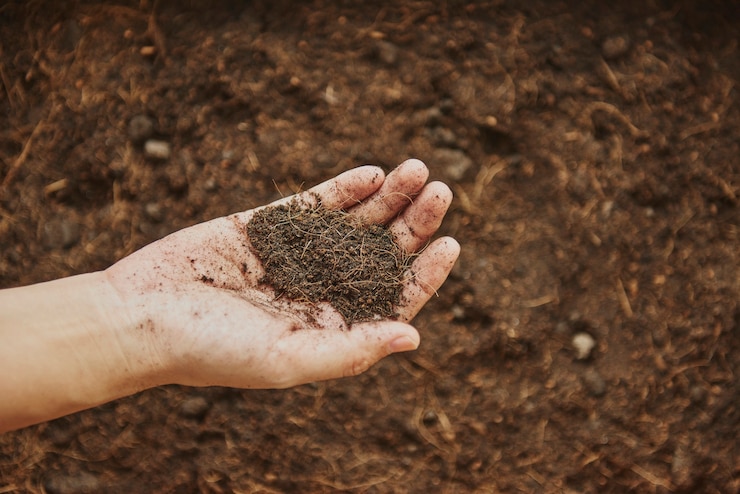 Free Photo woman holding soil in her hand
