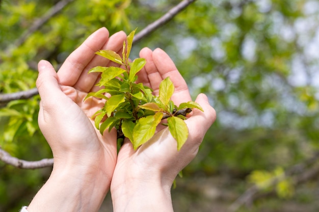 Woman holding tree leaves in hands