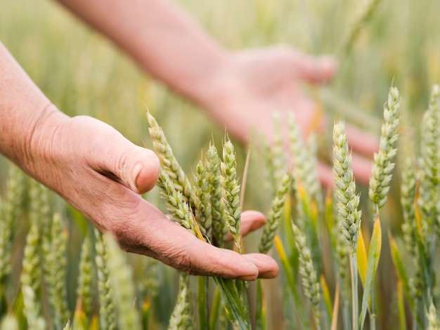 Женщина держит в руках пшеницу
