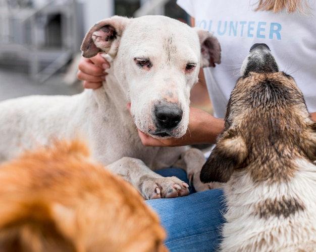 Free photo woman interacting with rescue dogs at shelter