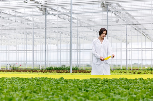 Woman in a laboratory robe with green salad standing in a greenhouse