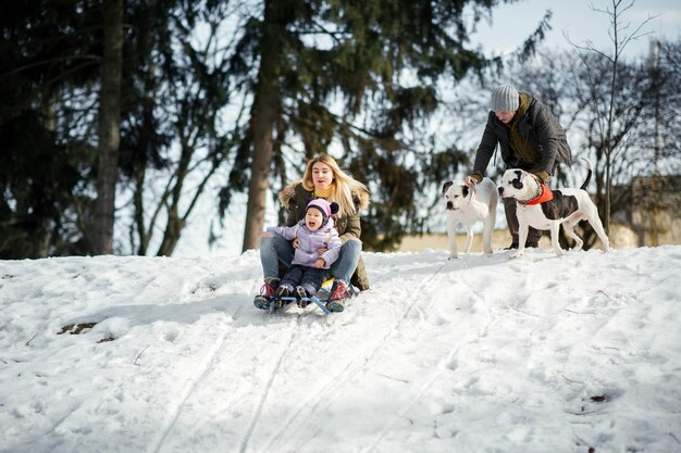 Woman and little girl play on the sledge while man holds two American bulldogs