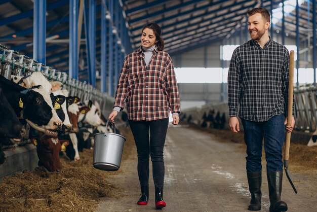 Женщина и мужчина-фермеры кормят коров в коровнике