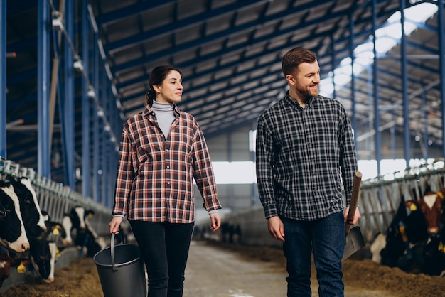 Woman and man farmers feeding cows at cowshed