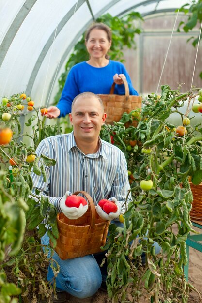 Женщина и мужчина, собирающий помидор