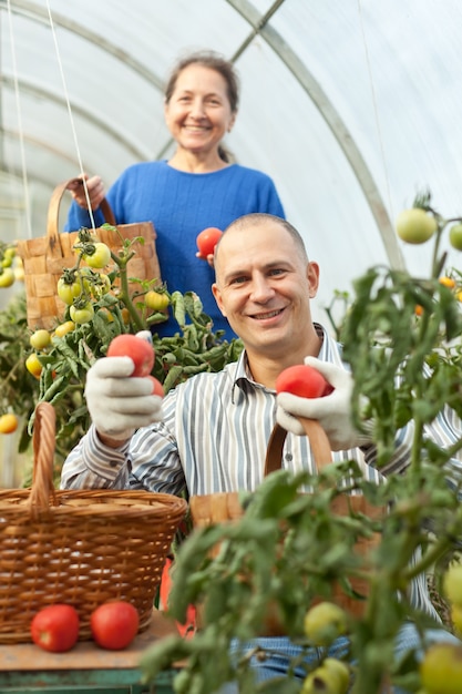 Женщина и мужчина, собирающие помидоры