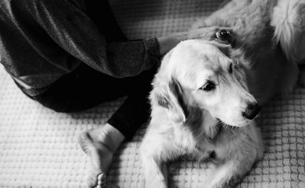 Woman petting a golden retriever