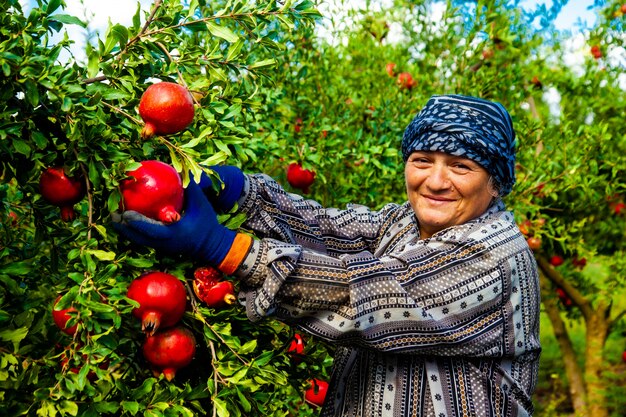 Woman picking red pomegranates from trees