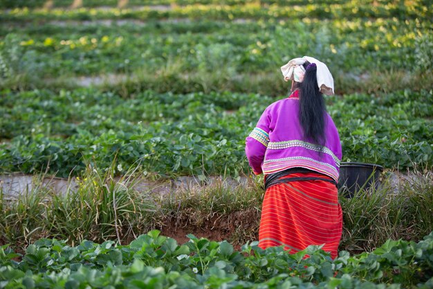 農場でイチゴを摘む女性