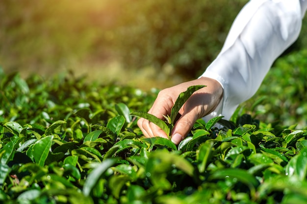 Женщина собирает чайные листья вручную на ферме зеленого чая.