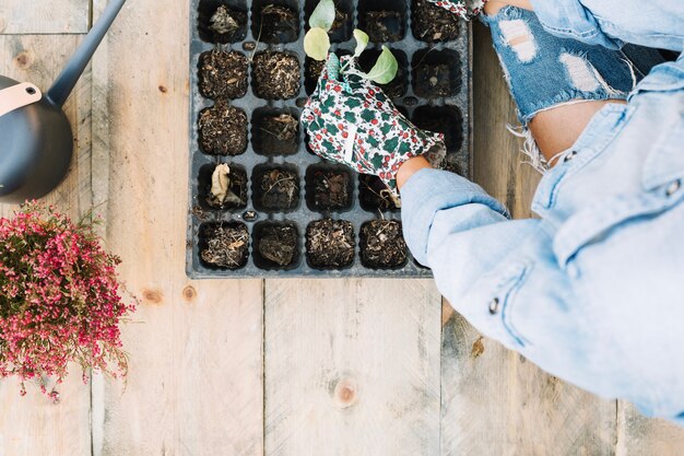 Woman planting seedlings into tray