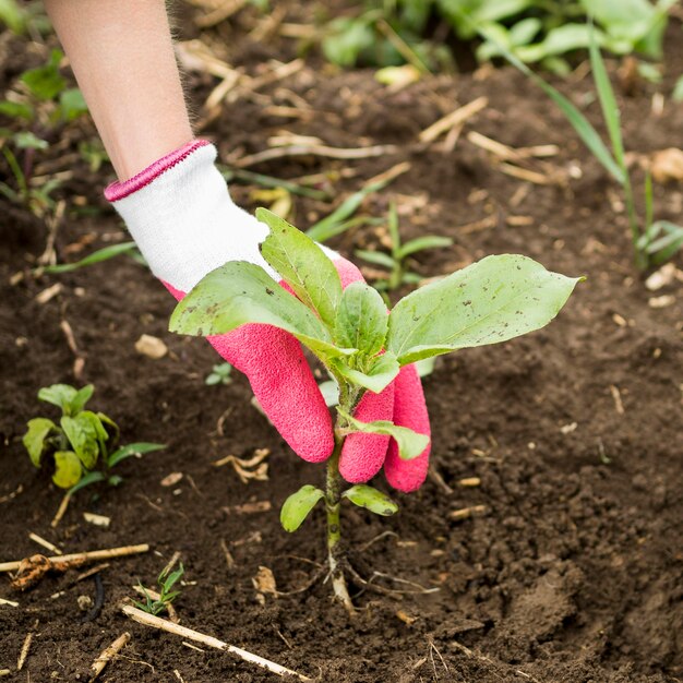 Woman putting a plan on the ground close-up