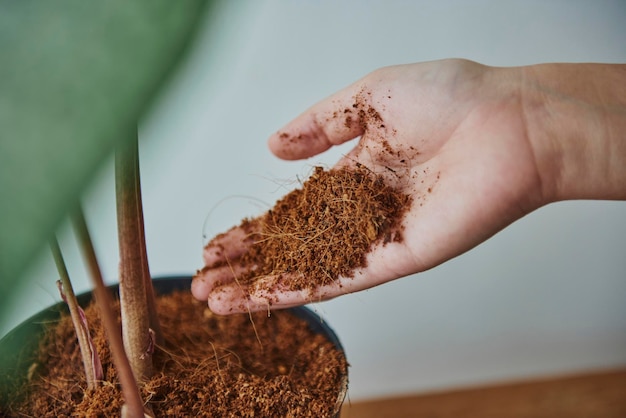 Woman repotting a houseplant