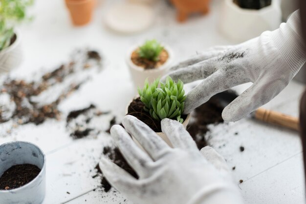 Woman repotting a succulent houseplant