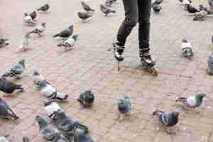 Free photo woman rollerblading with pigeonss