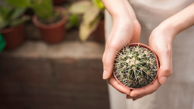 Woman's hand holding small succulent potted plant