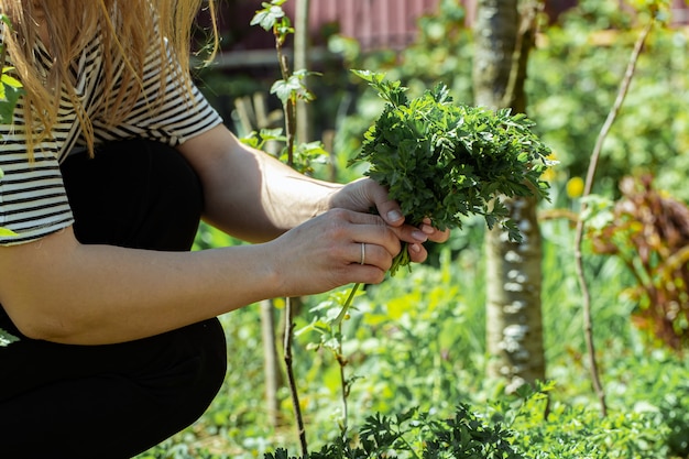 Foto gratuita la mano di una donna raccoglie foglie di prezzemolo in giardino