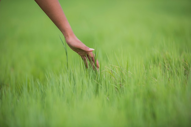 緑の草に触れる女性の手