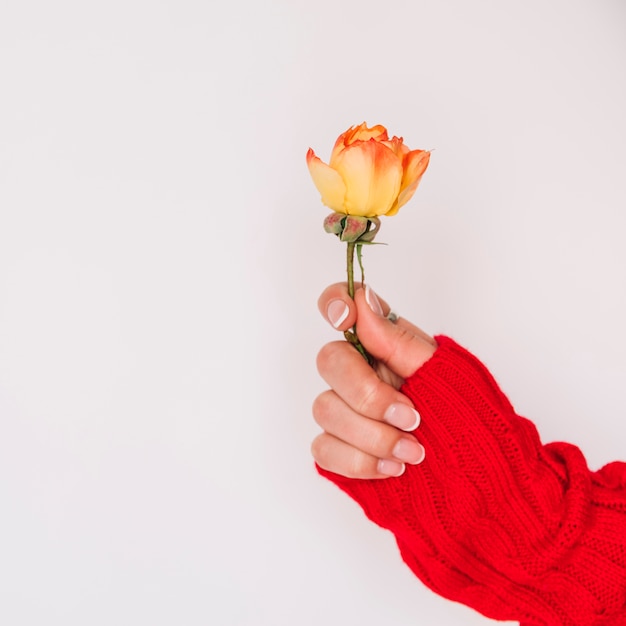 Woman's hand with yellow flower