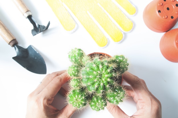 Woman's hands holding a pot of cactus with garden tools on white background, top view with color filter