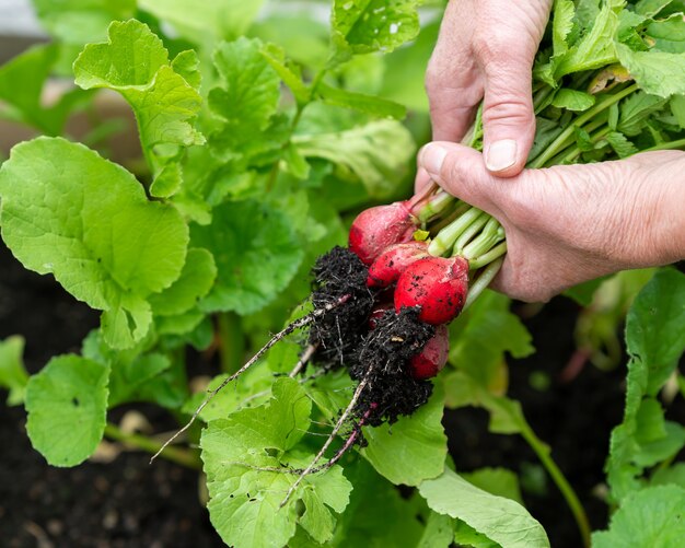 Woman's hands holding ripe red radishes