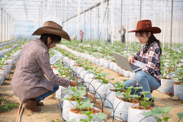Woman science assistant, agricultural officer. in greenhouse farm research melon