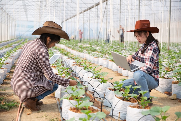 Free photo woman science assistant, agricultural officer. in greenhouse farm research melon