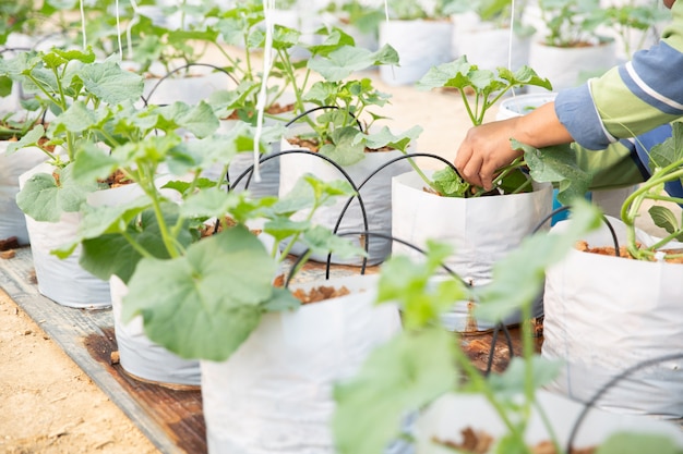 Woman science Assistant, Agricultural Officer. in greenhouse farm research melon 